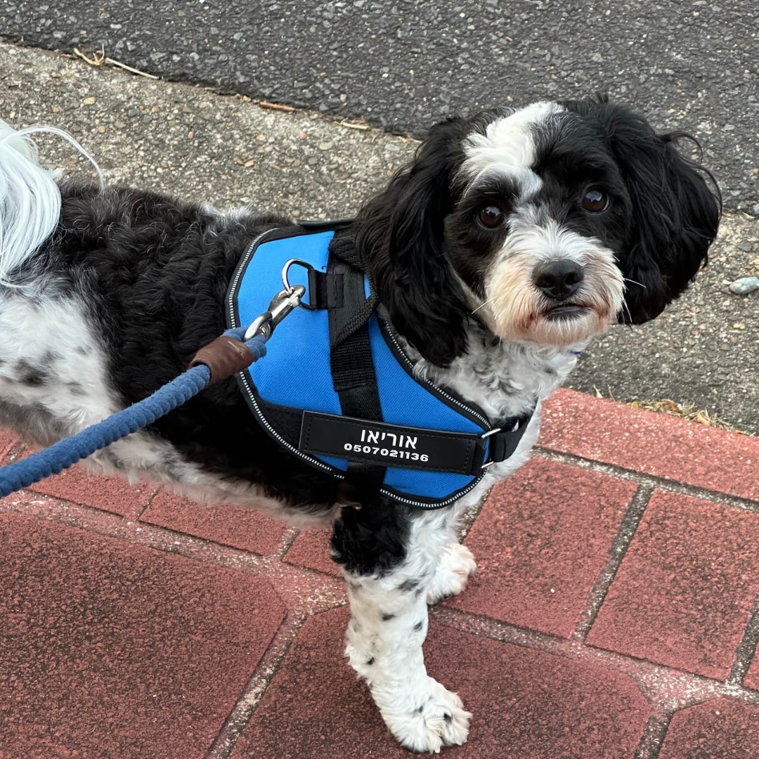 הרתמה המהפכנית - GripPaw™ Patent Prime