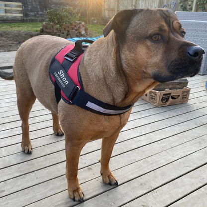 רתמה מונעת משיכות מותאמת אישית - GripPaw™ Patent Prime