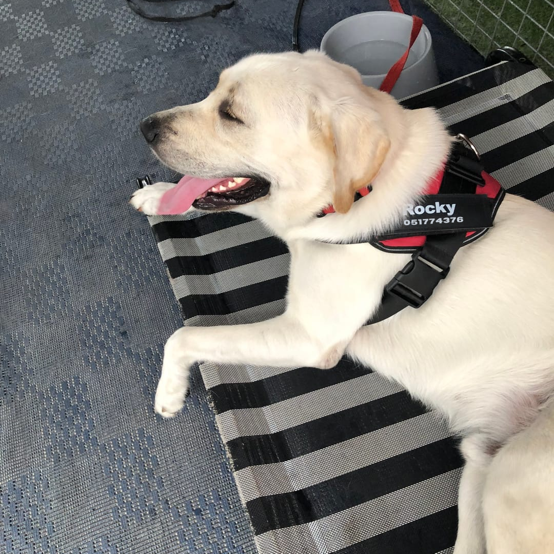 הרתמה המהפכנית - GripPaw™ Patent Prime