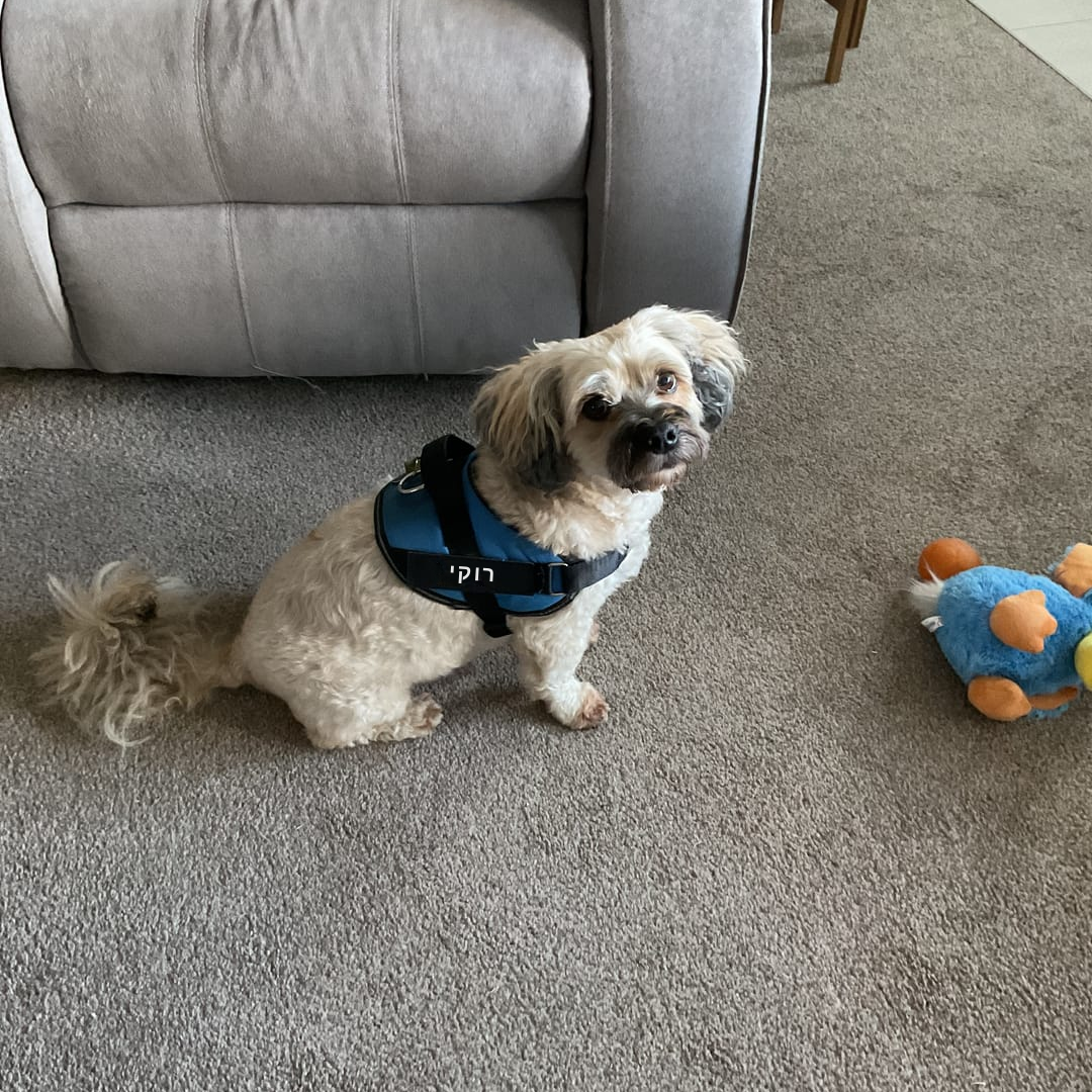 הרתמה המהפכנית - GripPaw™ Patent Prime