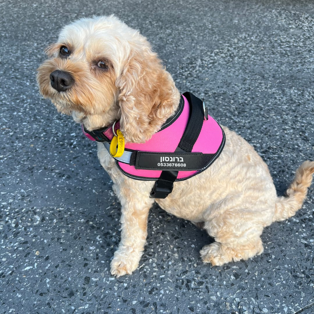 הרתמה המהפכנית - GripPaw™ Patent Prime