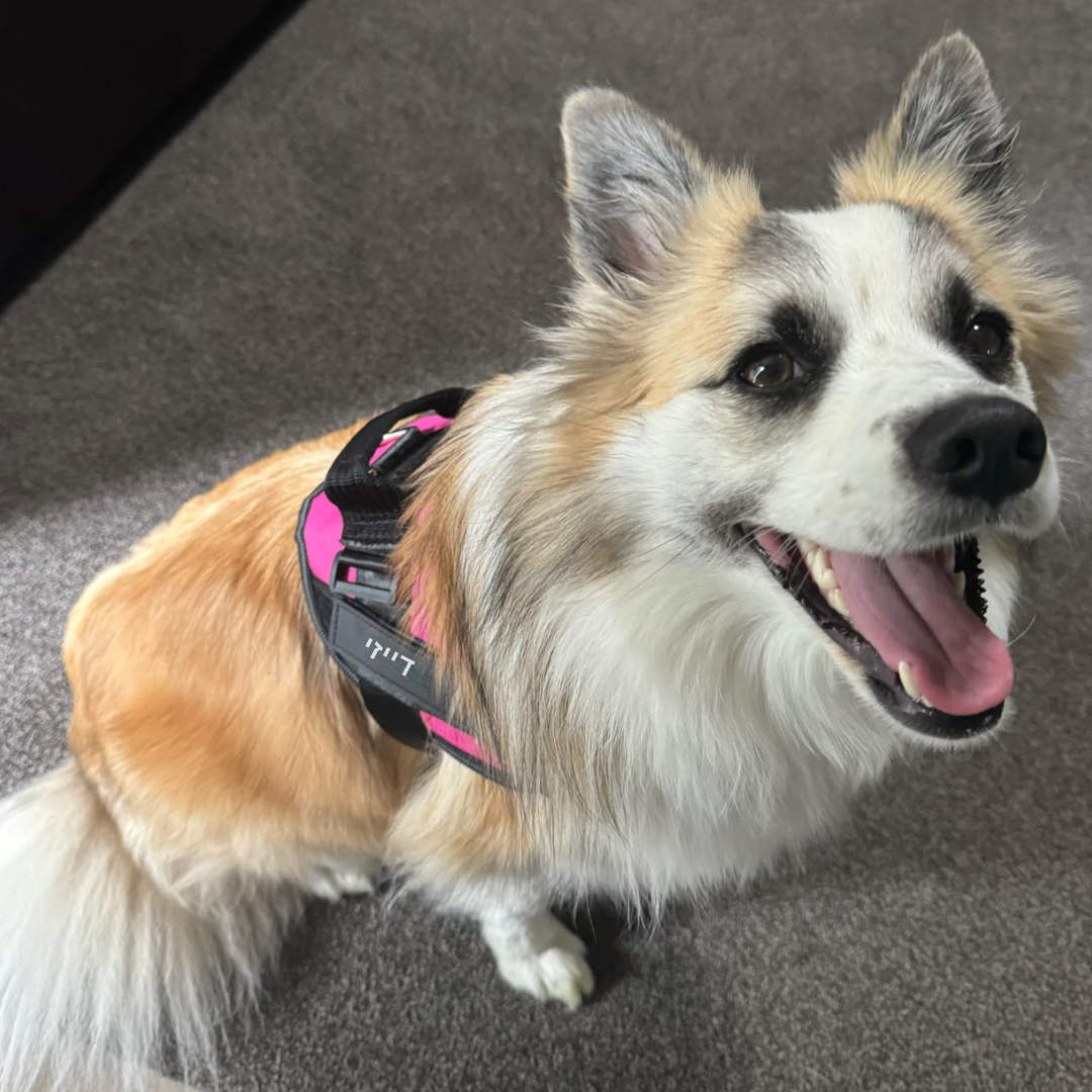 הרתמה המהפכנית - GripPaw™ Patent Prime