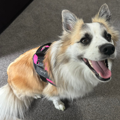 הרתמה המהפכנית - GripPaw™ Patent Prime