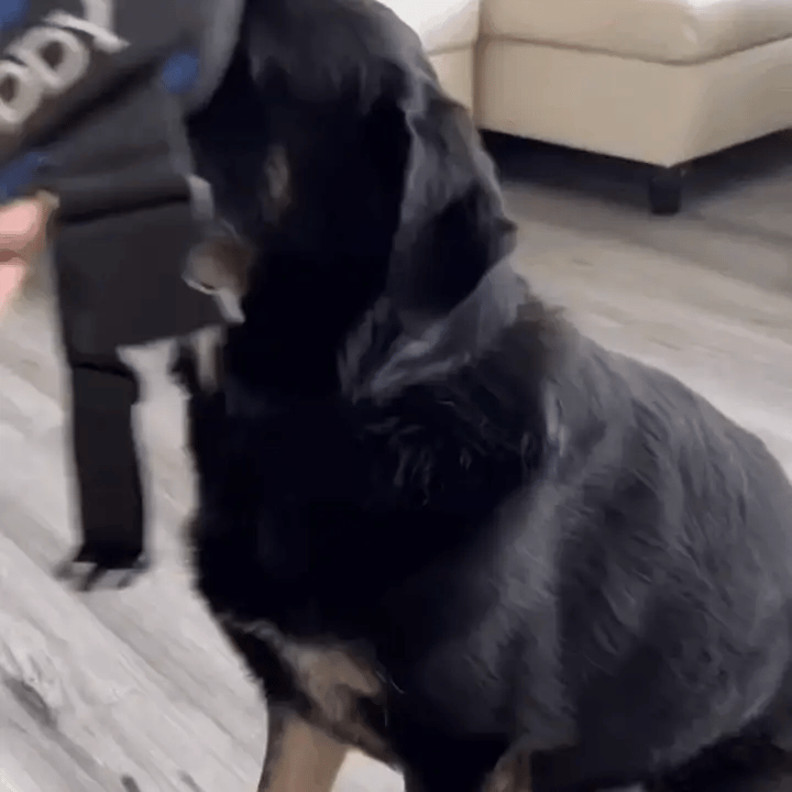 הרתמה המהפכנית - GripPaw™ Patent Prime